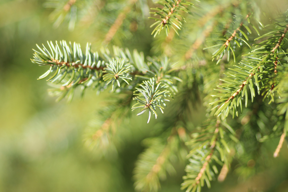 Landscaping with Pine Needles: A Healthier, Cost-Effective Option