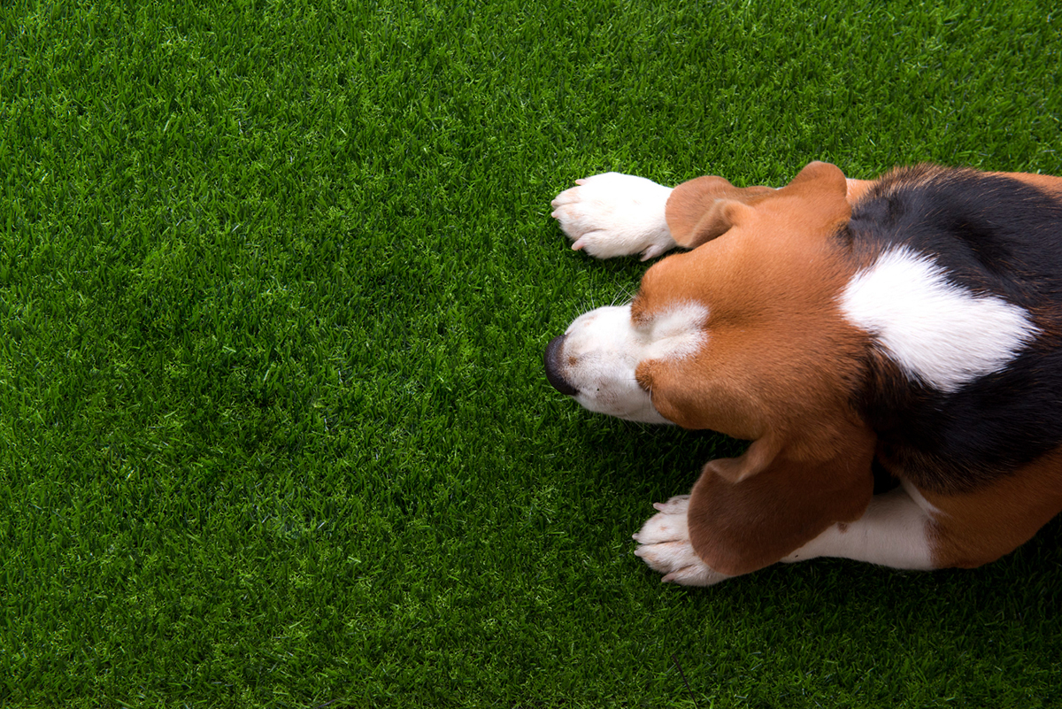 Why Pets Love Artificial Grass