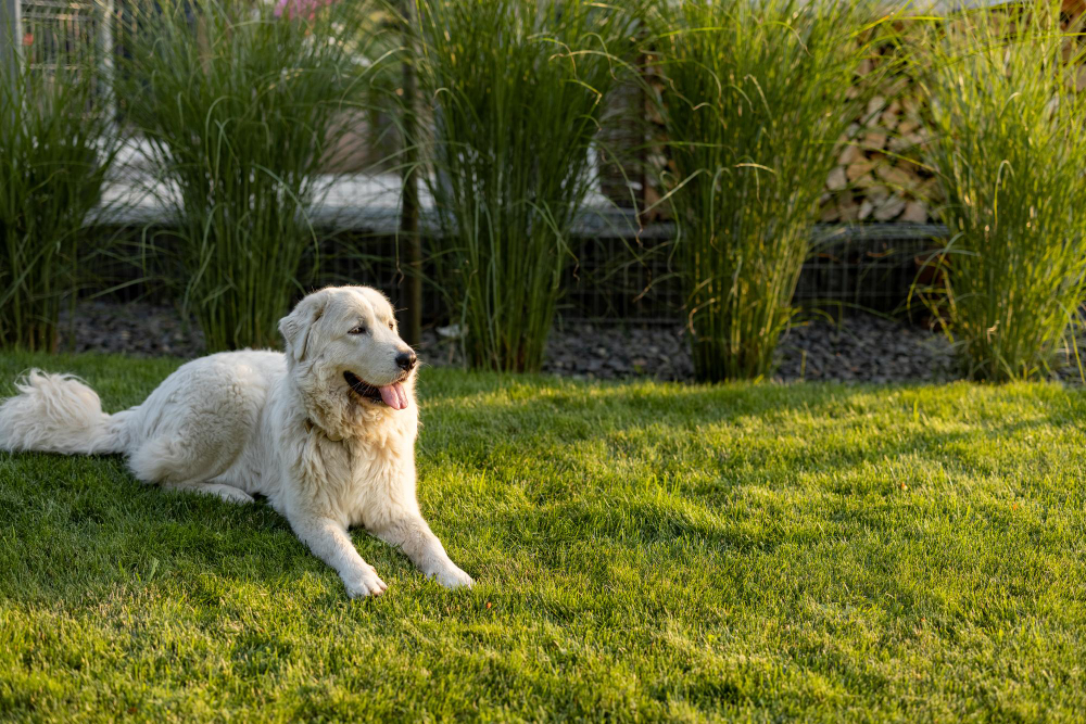 Your Guide To Creating A Dog-Friendly Yard