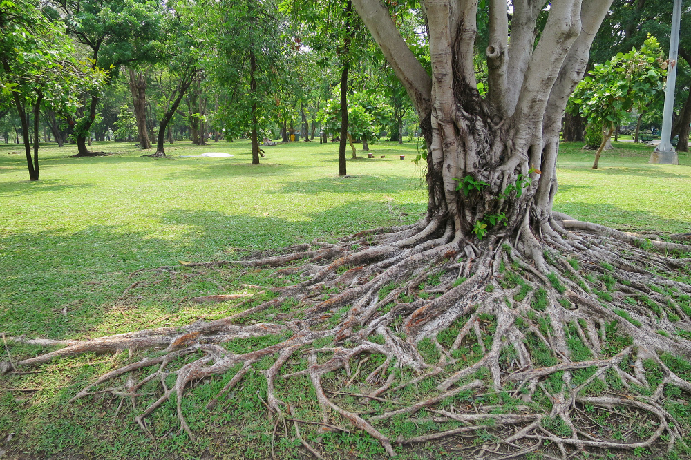 Can You Cover Tree Roots With Sod?