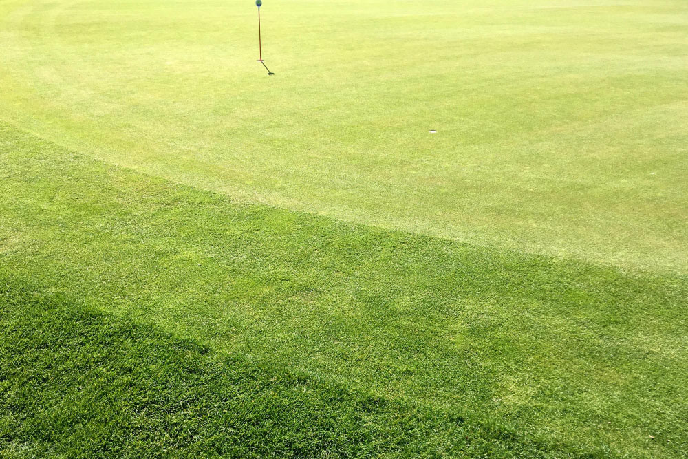 Choosing the Right Company for Your Residential Putting Green Turf