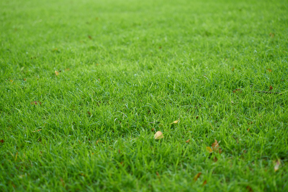 Things to Consider When Selecting Your New Turf Grass
