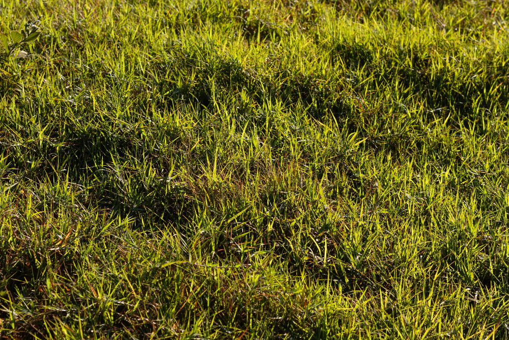 Facts About Bermuda Grass