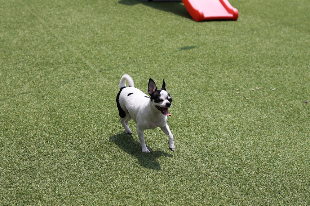 The Perfect Turf for Dog Parks & Dog Runs in Florida