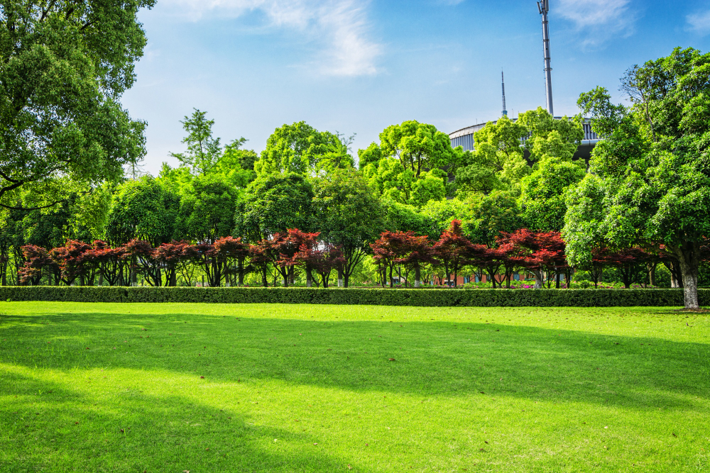 Transform Your Outdoor Space with Drought-Tolerant Landscaping