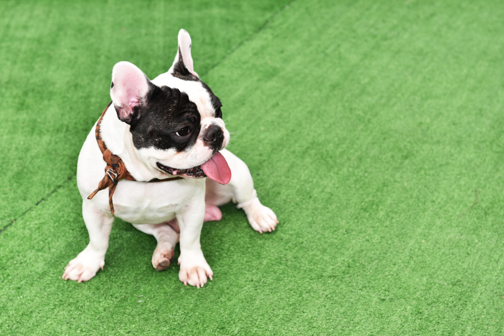 The Complete Guide to Pet-Friendly Artificial Turf