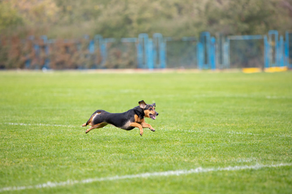 How to Keep Your Dog Park Turf Clean and Safe