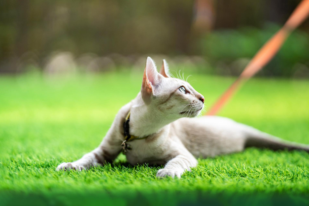 Choosing the Best Artificial Turf for Pets in Florida