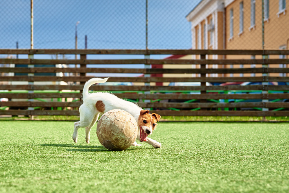 Synthetic Turf Unleashed: Revolutionizing Pet Spaces in Florida