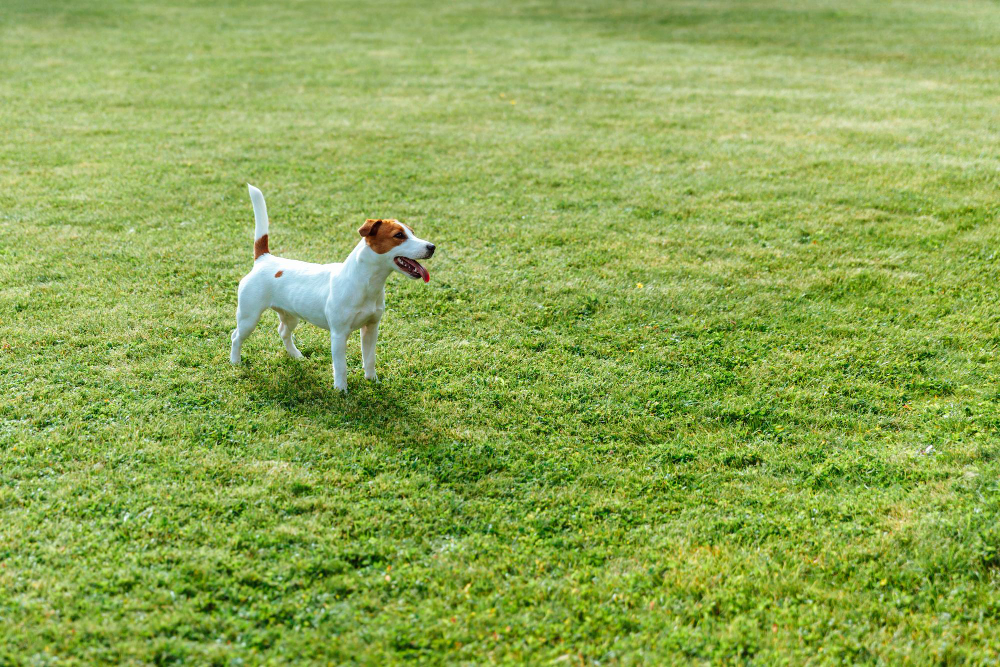 How to Keep Your Dog from Damaging the Lawn