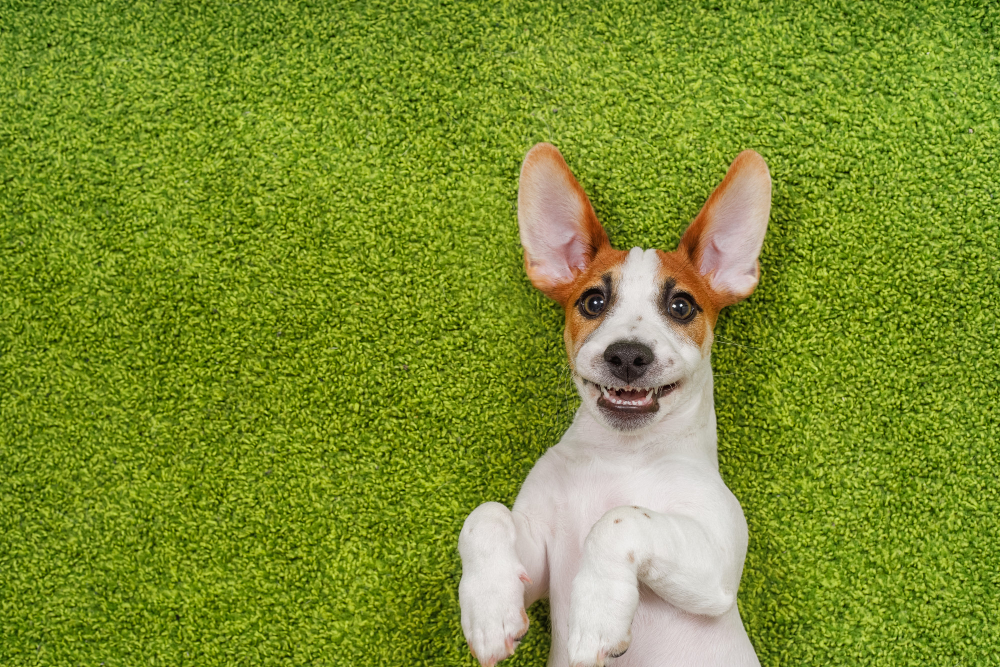 Benefits of having Synthetic Grass for Dogs