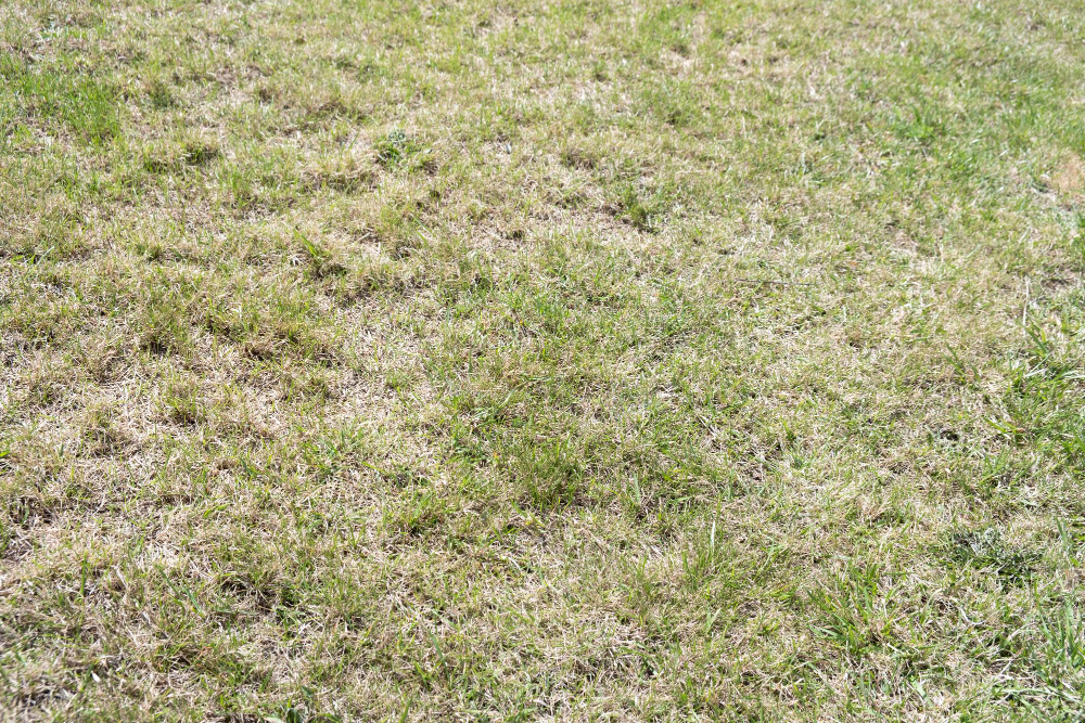How To Repair Patches And Bare Spots In Your Lawn