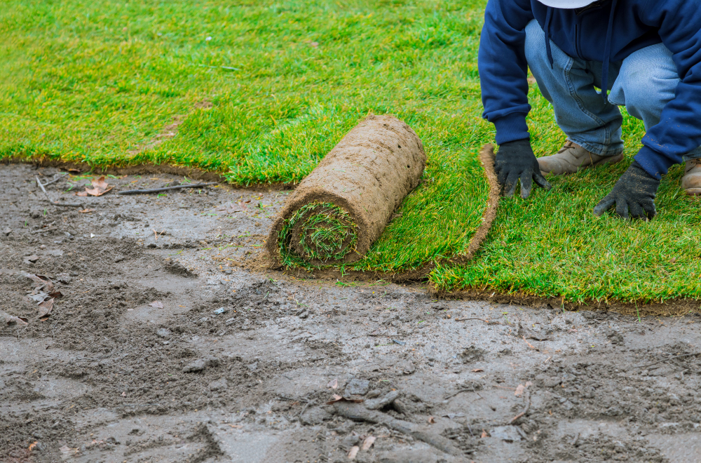 Understanding the Best Time to Sod Your Orlando Lawn