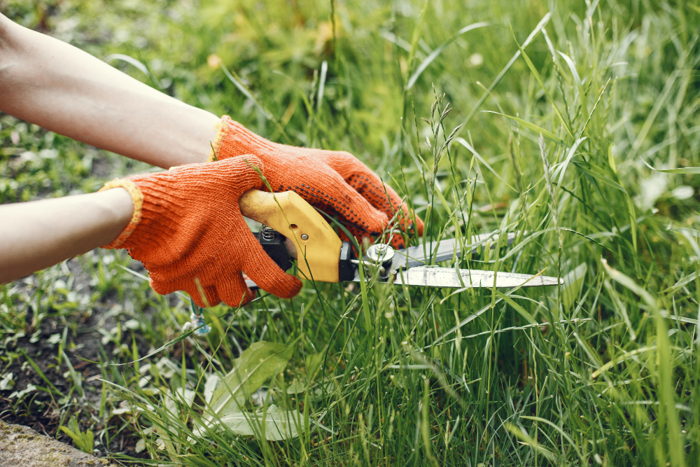 How to Prevent and Control Weeds in Your Yard