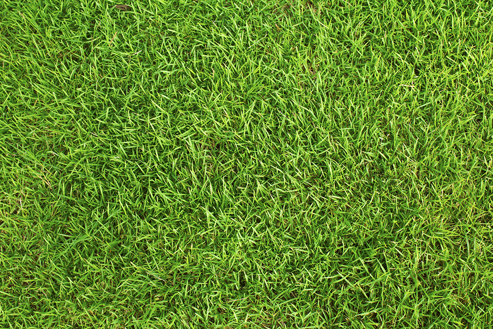 All About Bermudagrass: The Hardy Turf for Orlando's Landscapes