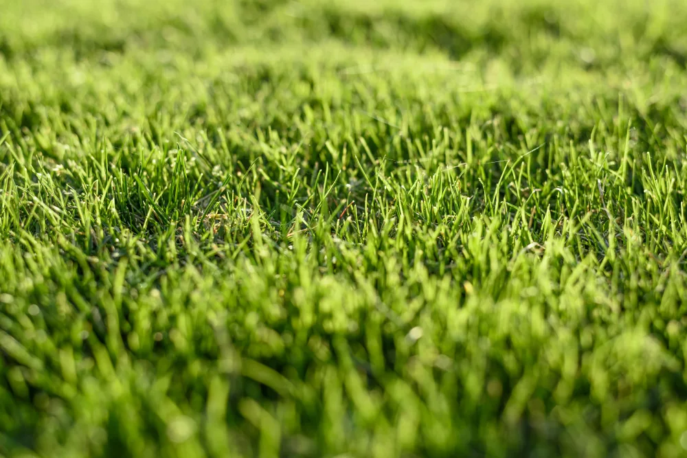Top 3 Sod Varieties in Orlando, Florida
