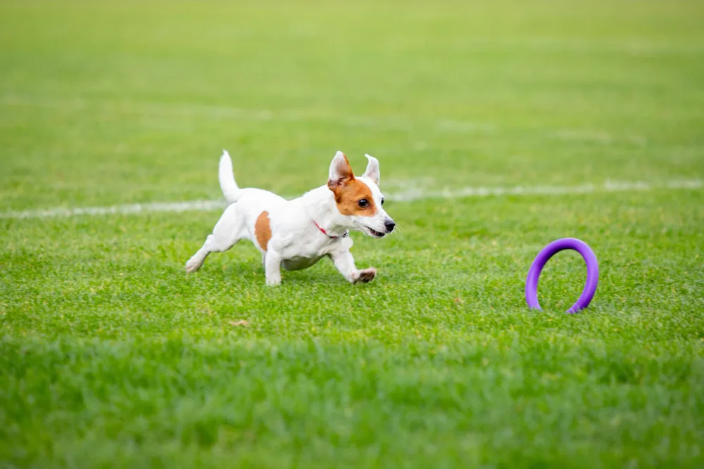 Crafting a Pet-Safe Oasis: The Essential Guide to Your Four-Legged Friend's Yard
