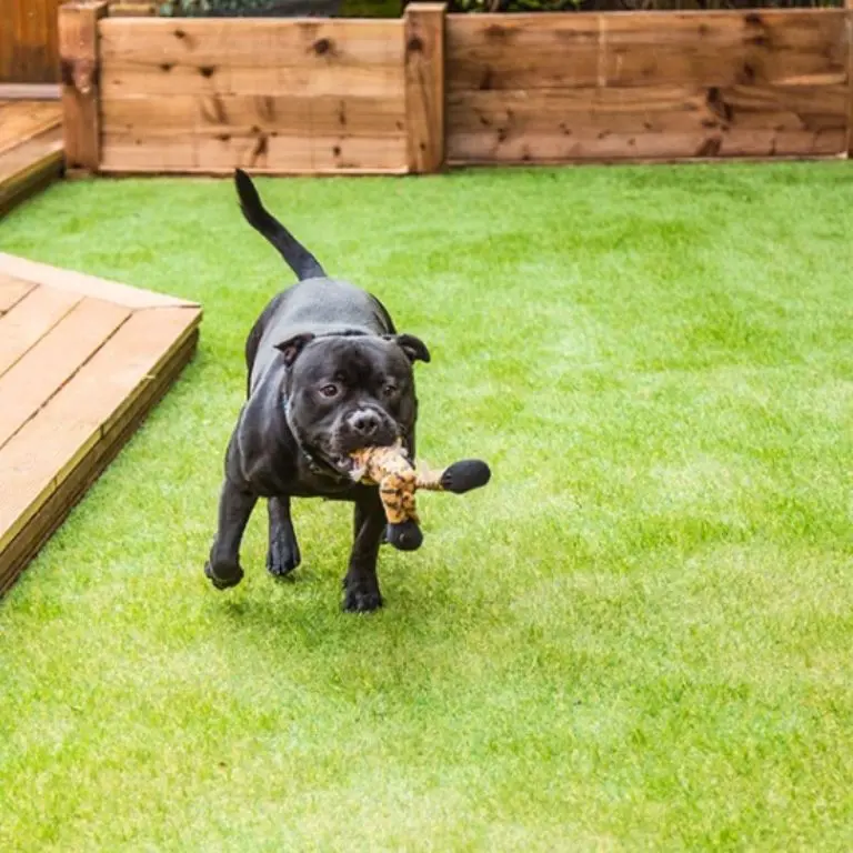 Pet area artificial turf